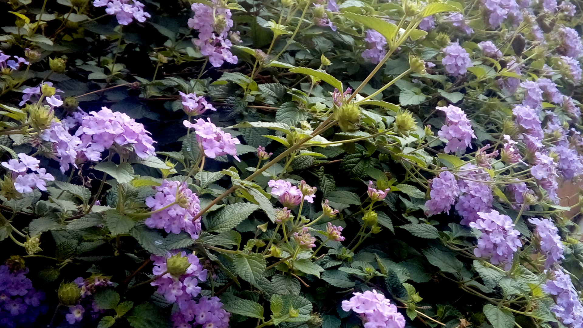 Throwing a smart bait – study explores how Lantana camara might hog the attention of birds